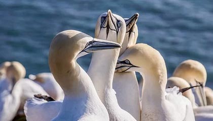 开云体育官网-灰熊血洗猛龙，欧文关键制胜！勇者之战，悬念迭起！