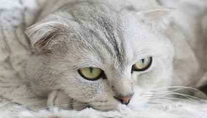 开云体育入口-圣西罗惊雷！AC米兰遭勇士重创，意甲王座暗战升级