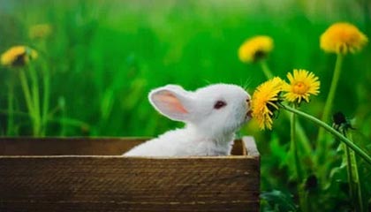 开云体育登录-日本羽毛球队鏖战丹麦羽毛球队，李宗伟制霸全场